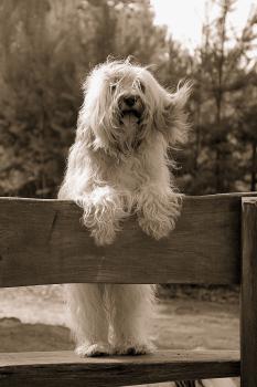 Naturfotografie Hund & Mensch – Frühling 2026