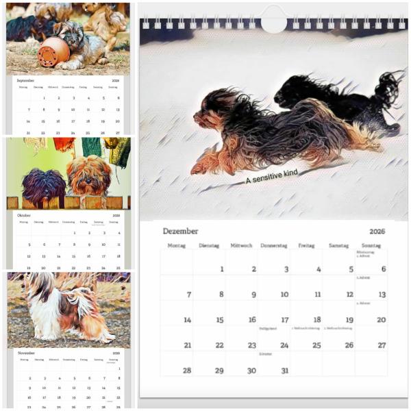 Tibetan Terrier Wandkalender 2026 – A Sensitive Kind Edition