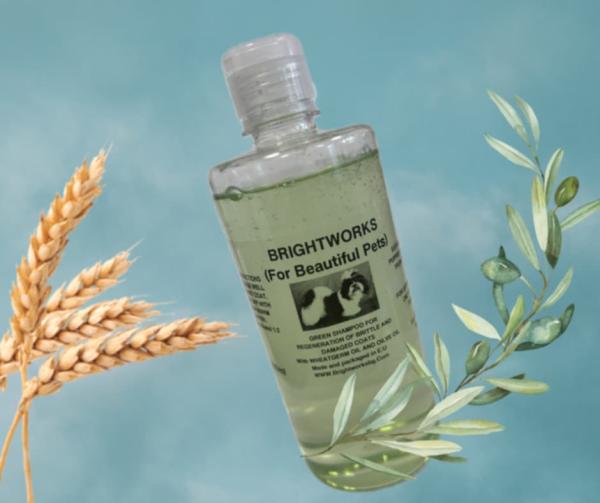 GREEN SHAMPOO – Regenerationspflege