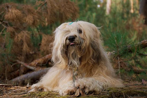 Naturfotografie Hund & Mensch – Frühling 2026