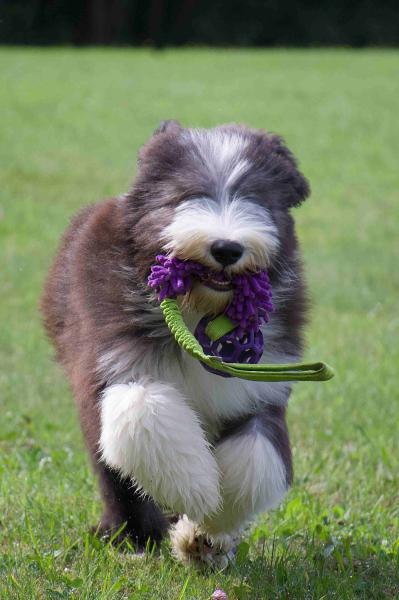 Mop bungee mit JW Pet Hol-EE Roller